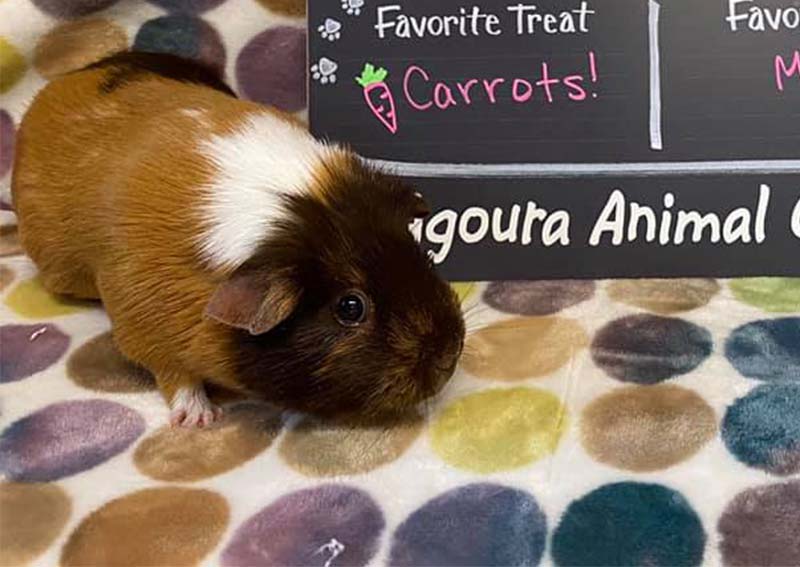 Carousel Slide 5: Pocket Pet Veterinary Care, Agoura Hills
